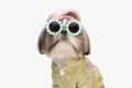 portrait of cool shih tzu puppy wearing green jacket, sunglasses and bow