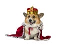 A corgi dog in the red robe of the king and the precious golden imperial crown on a white isolated background