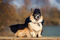 Portrait of a Corgi dog in a superhero Cape and mask sitting outside on a Sunny day with a mysterious smile