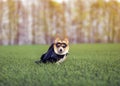 a corgi dog in a superhero carnival costume in a black mask and raincoat sitting on the green grass