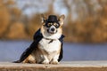 corgi dog in a superhero carnival costume in a black mask and raincoat sitting on the shore and smiling