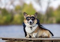 corgi dog in a superhero carnival costume in a black mask and raincoat sitting on the shore and smiling