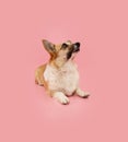 Portrait corgi puppy dog lying down and looking up begging food. obedience concept. Isolated on pink pastel background