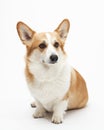 Corgi sitting in studio on white background Royalty Free Stock Photo