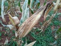 portrait of corn gardens in Indonesia As the basic ingredient of cornstarch which failed to harvest due to extreme climate