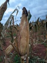 portrait of corn gardens in Indonesia As the basic ingredient of cornstarch which failed to harvest due to extreme climate