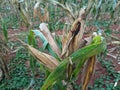 portrait of corn gardens in Indonesia As the basic ingredient of cornstarch which failed to harvest due to extreme climate