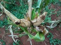 portrait of corn gardens in Indonesia  As the basic ingredient of cornstarch which failed to harvest due to extreme climate Royalty Free Stock Photo