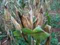 portrait of corn gardens in Indonesia As the basic ingredient of cornstarch which failed to harvest due to extreme climate