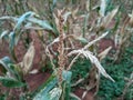 portrait of corn gardens in Indonesia As the basic ingredient of cornstarch which failed to harvest due to extreme climate