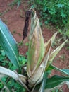 portrait of corn gardens in Indonesia As the basic ingredient of cornstarch which failed to harvest due to extreme climate