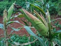 portrait of corn gardens in Indonesia As the basic ingredient of cornstarch which failed to harvest due to extreme climate