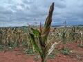 portrait of corn gardens in Indonesia As the basic ingredient of cornstarch which failed to harvest due to extreme climate