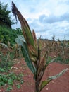 portrait of corn gardens in Indonesia As the basic ingredient of cornstarch which failed to harvest due to extreme climate