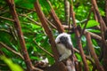 Portrait of a cotton-top tamarin monkey