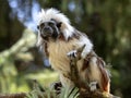 Portrait of Cotton-top tamarin, Saguinus oedipus Royalty Free Stock Photo