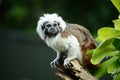 Portrait of a cotton-top tamarin Saguinus oedipus a critically endangered species from the tropical rainforests Royalty Free Stock Photo