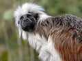 Portrait of Cotton-top tamarin, Saguinus oedipus Royalty Free Stock Photo