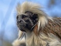 Portrait of Cotton-top tamarin, Saguinus oedipus Royalty Free Stock Photo