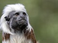 Portrait of Cotton-top tamarin, Saguinus oedipus Royalty Free Stock Photo