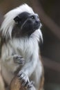 Portrait of cotton-top tamarin (Saguinus oedipus) Royalty Free Stock Photo