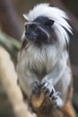 Portrait of cotton-top tamarin (Saguinus oedipus)