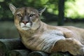 Portrait of cougar Royalty Free Stock Photo