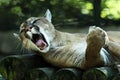 Portrait of cougar Royalty Free Stock Photo