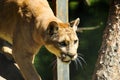 Portrait of a cougar, mountain lion, puma, panth Royalty Free Stock Photo