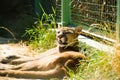 Portrait of a cougar, mountain lion, puma, panth Royalty Free Stock Photo