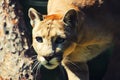 Portrait of a cougar, mountain lion, puma, panther Royalty Free Stock Photo