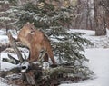 Cougar Royalty Free Stock Photo