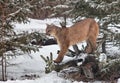 portrait of a cougar mountain lion puma panther striking a pose