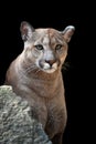 Portrait of a cougar, mountain lion, puma Royalty Free Stock Photo