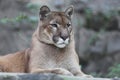 Portrait cougar puma striking a pose wildlife Royalty Free Stock Photo