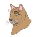 Portrait of a cougar, vector