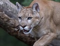 Portrait Cougars Royalty Free Stock Photo