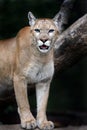 Portrait Cougars Royalty Free Stock Photo