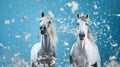 Portrait of couple beautiful white horses in studio with confetti decorations isolated on blue background