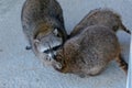 Portrait of a couple of common raccoons Royalty Free Stock Photo