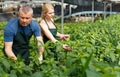 Couple of farmers cultivating white jute