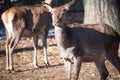 Portrait of couple of fallow deer looking at camera