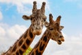 Portrait of a couple of giraffes on blue sky background