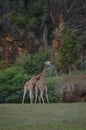 Portrait Of A Couple Of Giraffes Kissing With Their Collar Intertwined The Natural Park Of Cabarceno Old Mine For Iron Extraction