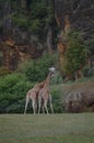 Portrait Of A Couple Of Giraffes Kissing With Their Collar Intertwined The Natural Park Of Cabarceno Old Mine For Iron Extraction Royalty Free Stock Photo