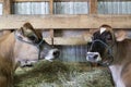 Two perfect specimens of Jersey Cows 