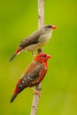 Portrait of Couple Red Avadavat