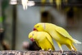 Portrait of couple rose ring parakeet bird standing at branch Royalty Free Stock Photo