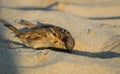 Portrait of couple of sparrow on the sand
