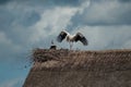 couple of storks standing on roof in the nest